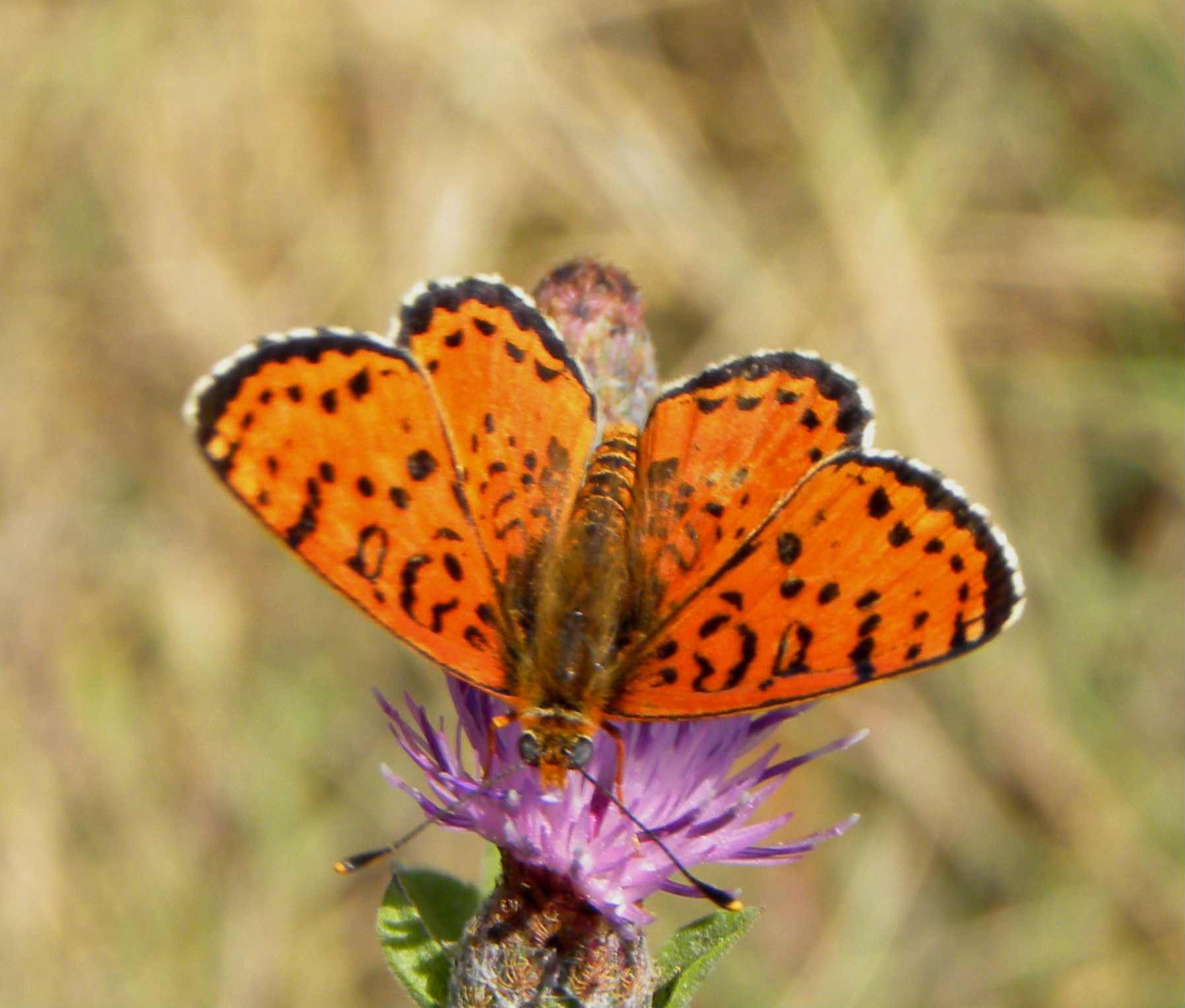 identificazione farfalla